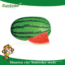 Suntoday oblongo pista verde vegetal híbrido F1 orgânica vermelho melancia carmesim sementes doces plantador reprodutor sudão